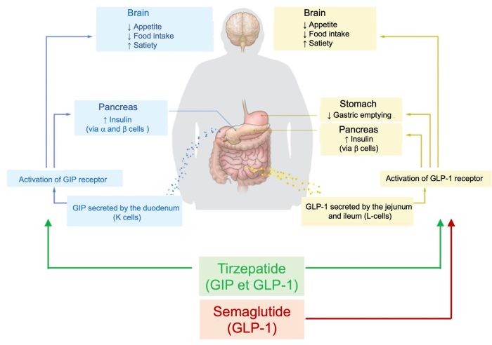 Ozempic® (semaglutide) and Mounjaro™ (tirzepatide), a major ... Ozempic® (semaglutide) and Mounjaro™ (tirzepatide), a major ...